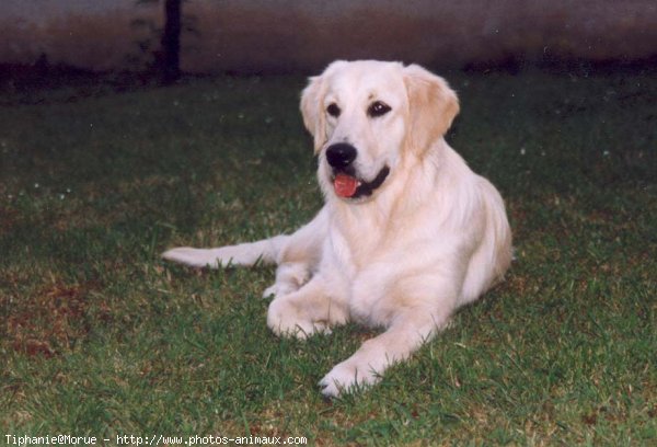 Photo de Golden retriever