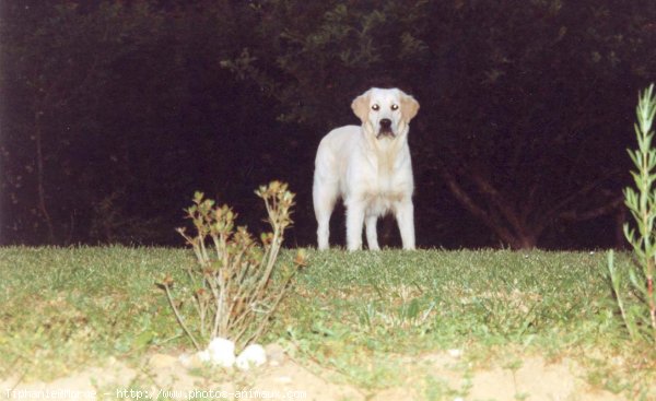 Photo de Golden retriever