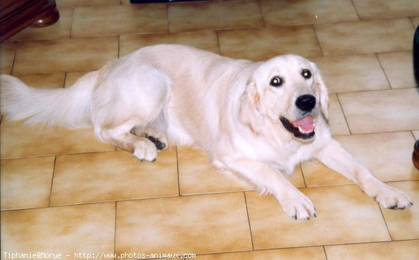 Photo de Golden retriever