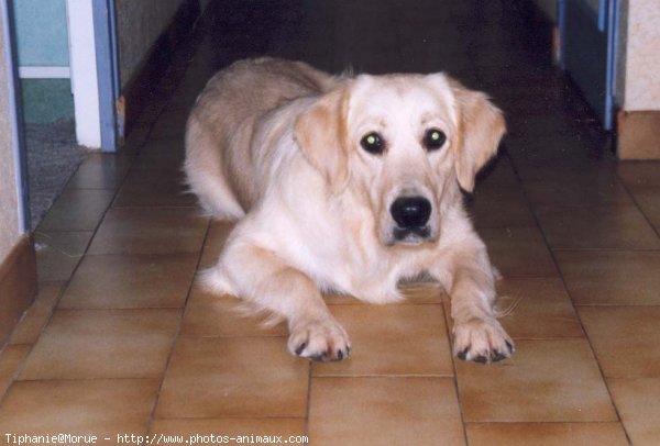 Photo de Golden retriever