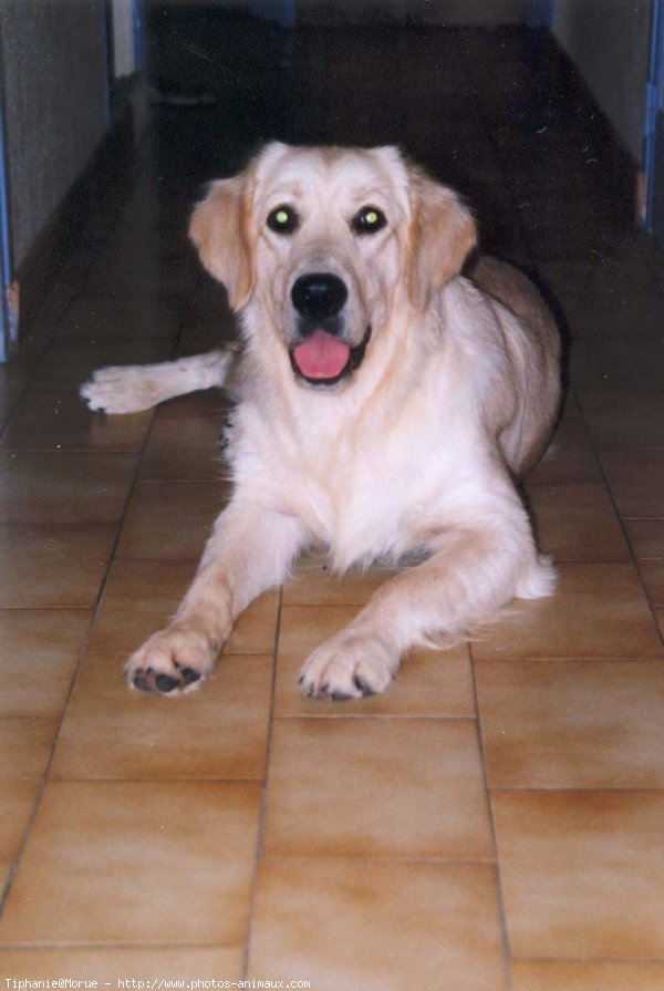 Photo de Golden retriever