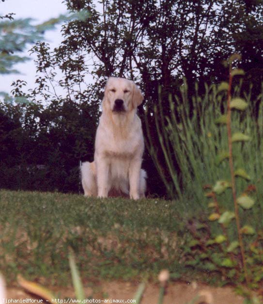 Photo de Golden retriever