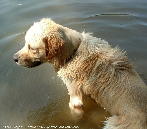 Photo de Golden retriever