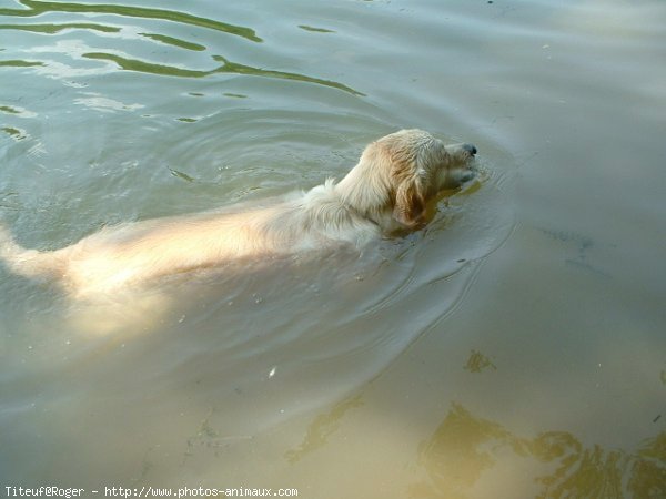 Photo de Golden retriever