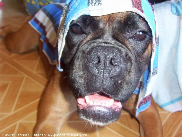 Photo de Boxer