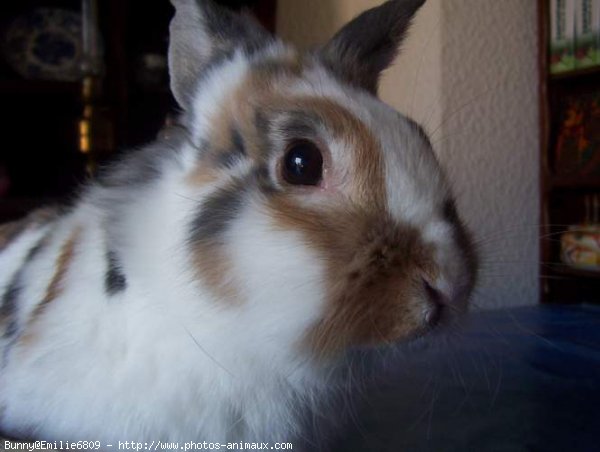 Photo de Lapin