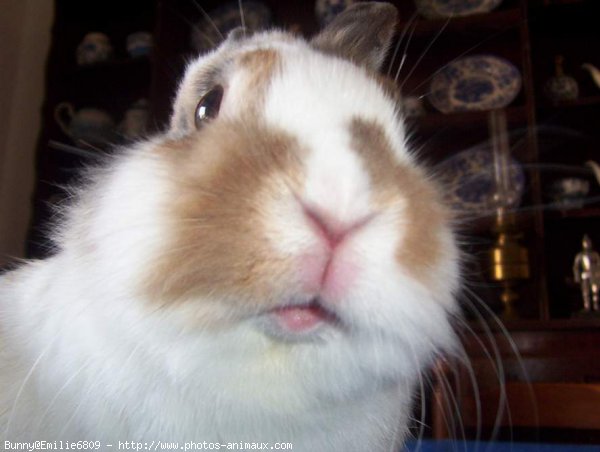 Photo de Lapin