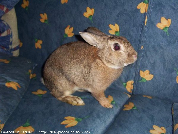 Photo de Lapin