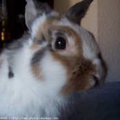 Photo de Lapin