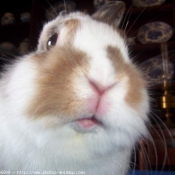 Photo de Lapin