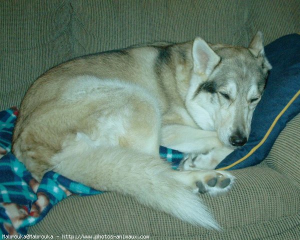 Photo de Husky siberien