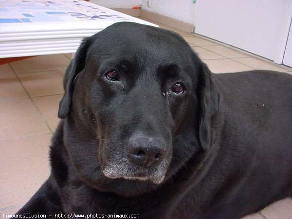 Photo de Labrador retriever