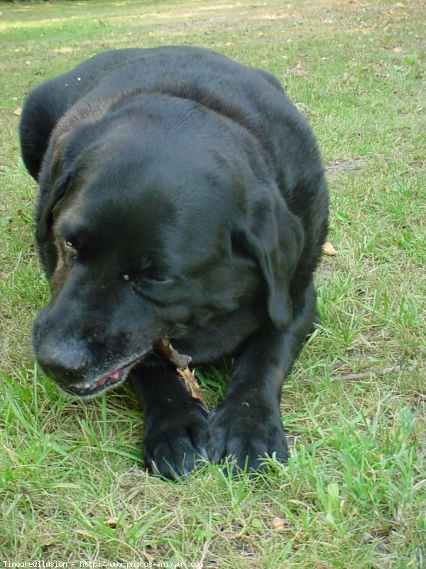 Photo de Labrador retriever