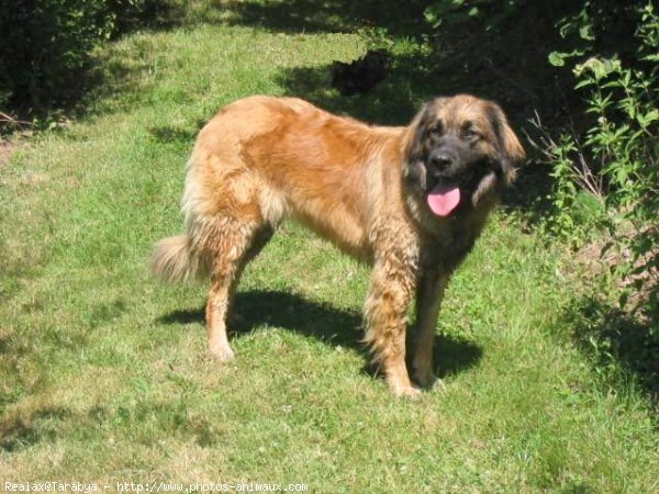 Photo de Leonberg