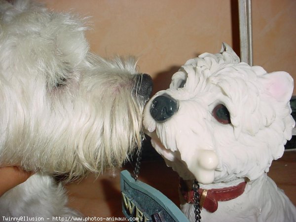 Photo de West highland white terrier