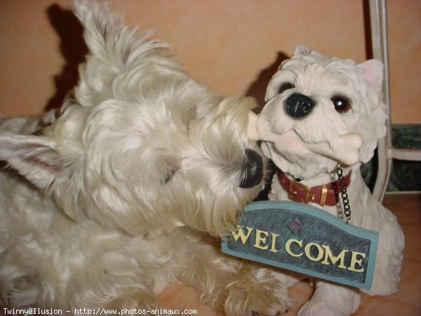 Photo de West highland white terrier