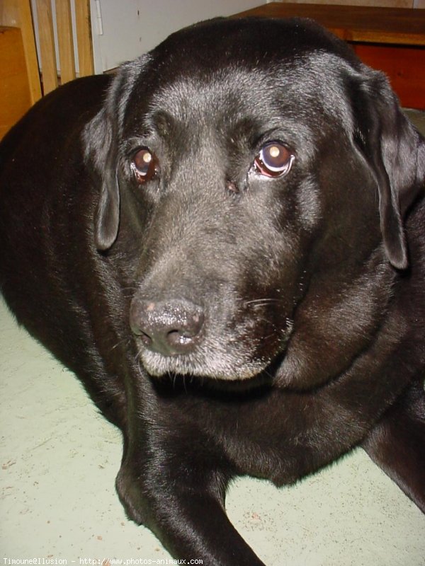 Photo de Labrador retriever