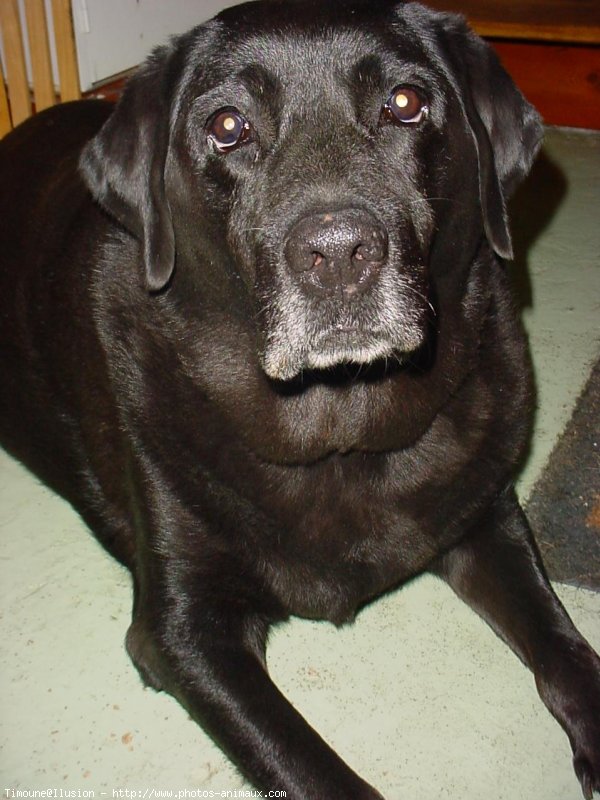 Photo de Labrador retriever