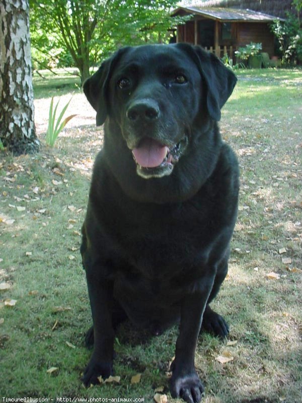 Photo de Labrador retriever