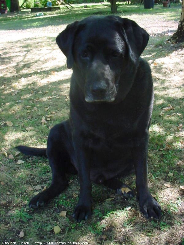 Photo de Labrador retriever