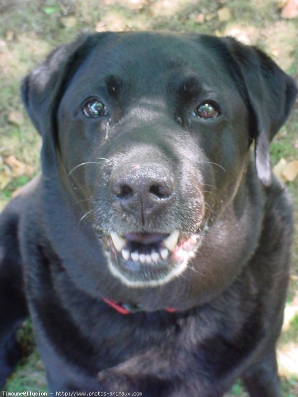 Photo de Labrador retriever