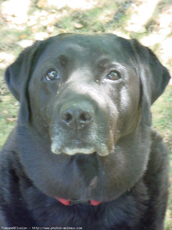 Photo de Labrador retriever