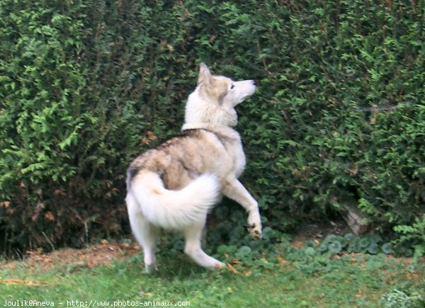 Photo de Husky siberien