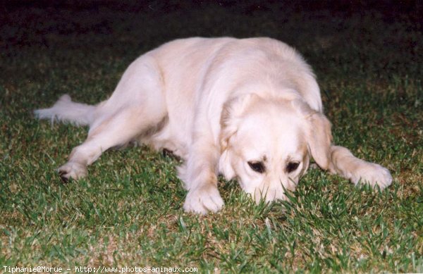 Photo de Golden retriever