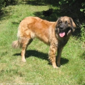 Photo de Leonberg