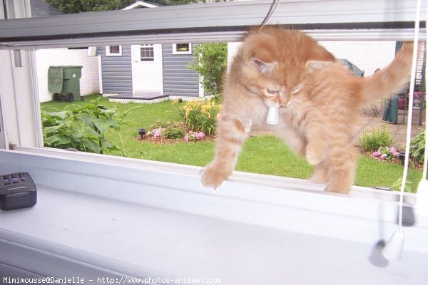 Photo de Chat domestique