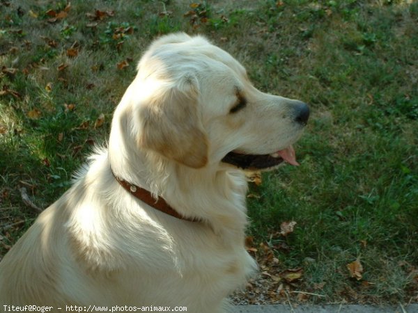 Photo de Golden retriever