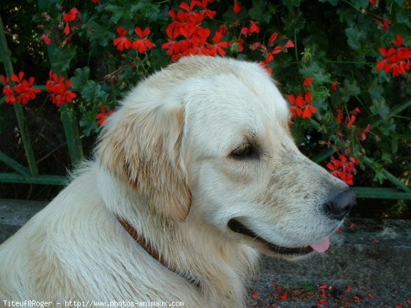 Photo de Golden retriever