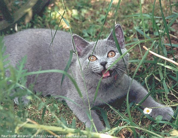 Photo de British shorthair