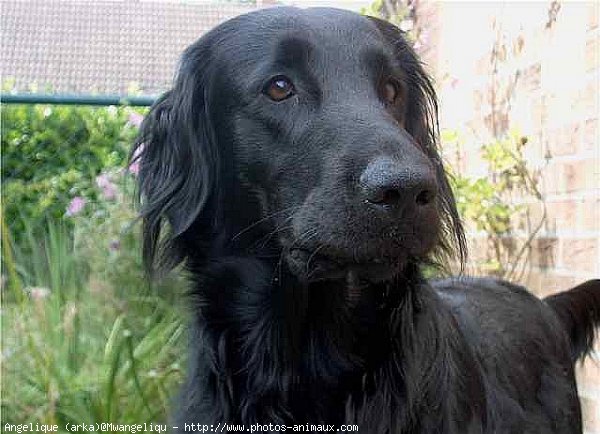 Photo de Retriever  poil plat