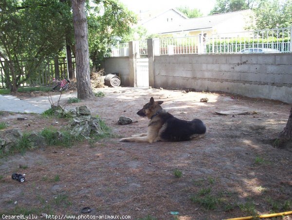 Photo de Berger allemand  poil court