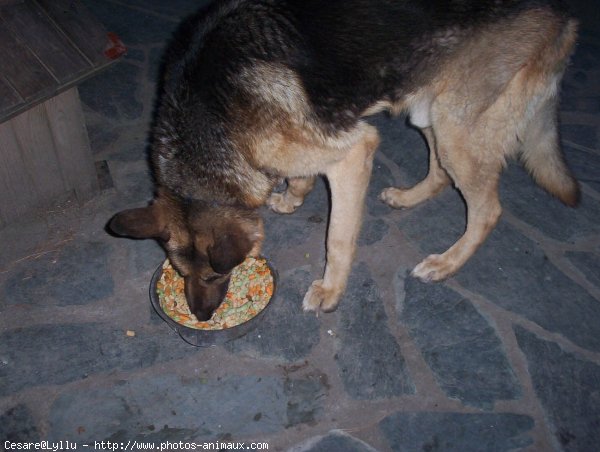 Photo de Berger allemand  poil court