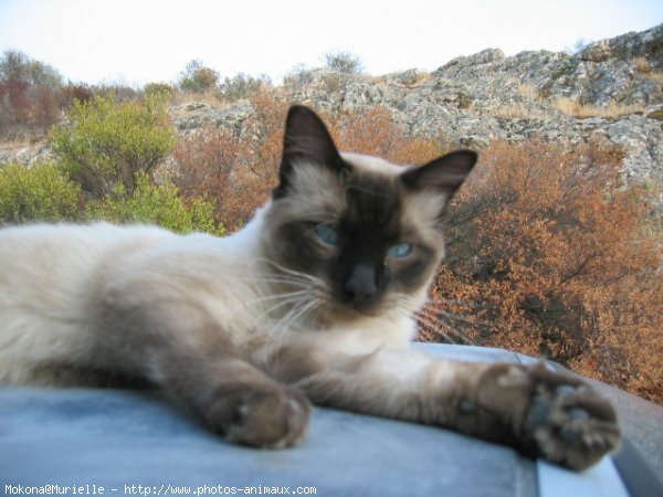 Photo de Sacr de birmanie