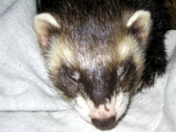 Photo de Furet