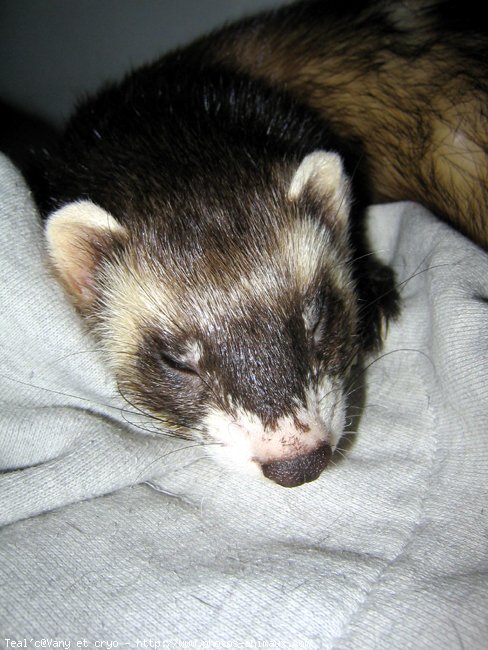 Photo de Furet