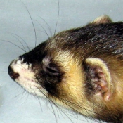 Photo de Furet