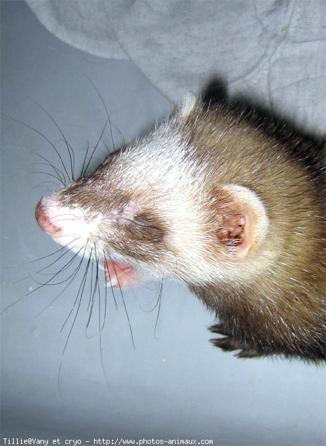 Photo de Furet