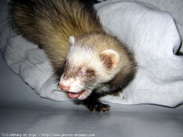 Photo de Furet