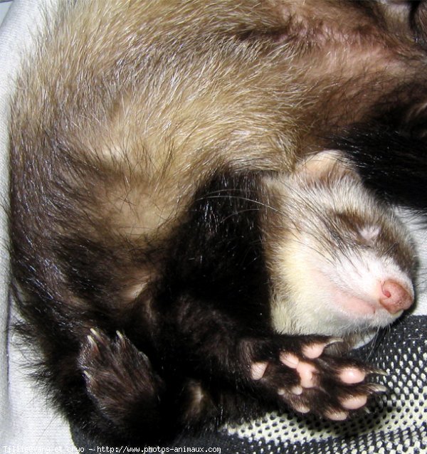 Photo de Furet