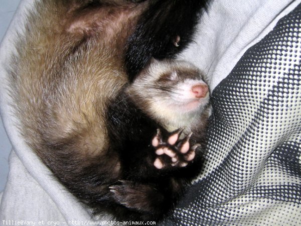 Photo de Furet