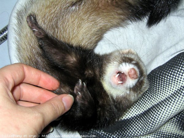 Photo de Furet