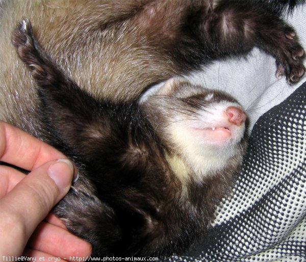 Photo de Furet