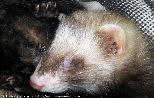 Photo de Furet