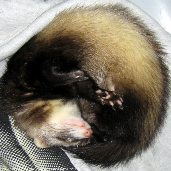 Photo de Furet