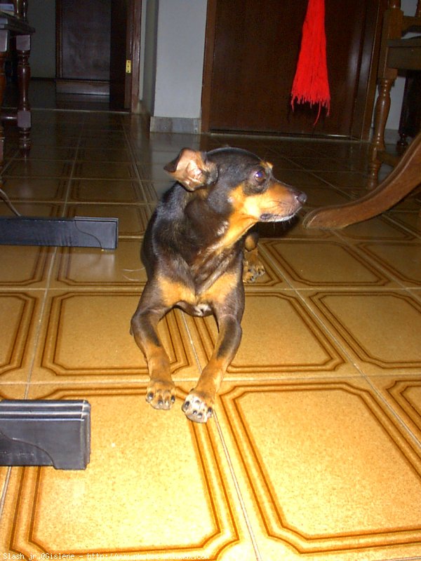 Photo de Pinscher nain