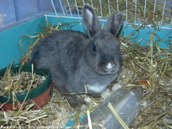 Photo de Lapin